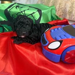 Lincoln - Black male Goldendoodle puppy in Sheridan, Arkansas from Arkie Doodles