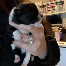 Black and white boy - Black parti male Pomeranian puppy in Buffalo, New York from Buffalo Pomeranians 716