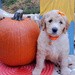Girl 5 - Labradoodle puppy in Statesville, North Carolina from Labradoodles of the Foothills