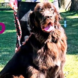 Kona - Newfoundland