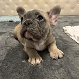 Green collar - Blue fawn male French Bulldog puppy in Union City, Tennessee from West Tennesse Frenchies
