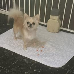 Nick - Chihuahua