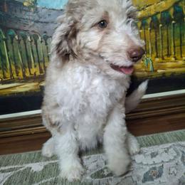Eloise - Brown merle female Aussiedoodle puppy in Grand Saline, Texas from Aussies Acre