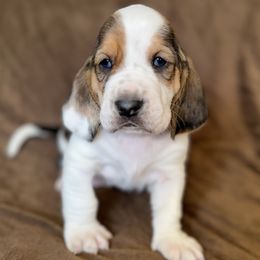 Tank - Brown black and white male Basset Hound puppy in Yarnell, Arizona from Boulder Oak Bassets
