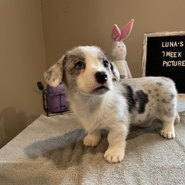 "Brimley x Oberon " Cardigan Welsh Corgi Puppies from Old Oak Cardigan's