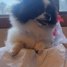 Pomeranian Puppies from Fancy Paws Pomeranians