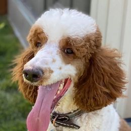 Goldendoodles and Poodles from Butterfly Creek Poodles & Doodles
