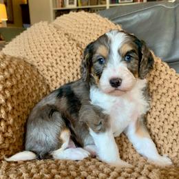 Koa - Merle male Bernedoodle puppy in Yuba City, California from Ranch House Doodles