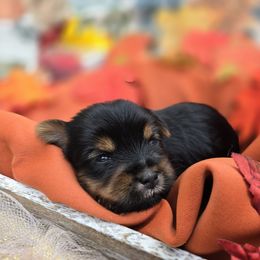 Yorkshire Terrier Puppies from Royal Riff Yorkies