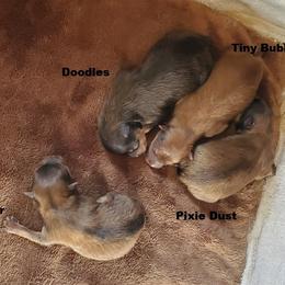 Pixie Dust (AKC) - Orange sable female Pomeranian puppy in West Newton, Pennsylvania from Donna's Pomeranians