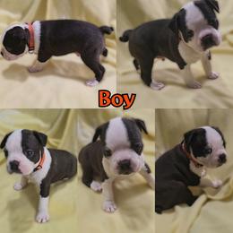 Orange - Seal and white male Boston Terrier puppy in Clinton Township, Michigan from Greenberg's Boston Terriers & Bullies of Metro Detroit