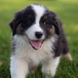 Australian Shepherd Puppies from WC Ranch