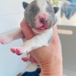 Girl 1 - female Border Collie puppy in Westport, Connecticut from Bluewater Border Collies