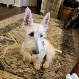 Cookie - Scottish Terrier