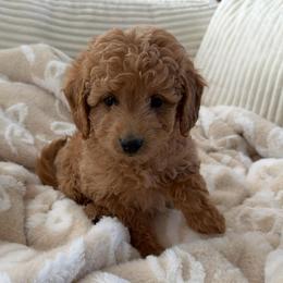 Leather - Cream male Goldendoodle puppy in Payson, Utah from Country Sky Doodles
