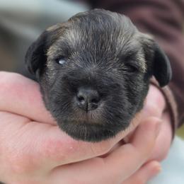 Vivien - Salt and pepper female Miniature Schnauzer puppy in Piedmont, Oklahoma from J&K's Miniature Schnauzers
