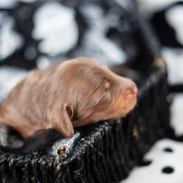 Vesper - Chocolate and tan male Dachshund puppy in Perry, Florida from EntityDachs