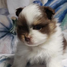 Sebastian - Chocolate and tan male Pomeranian puppy in Weatherford, Texas from Jeweled Poms