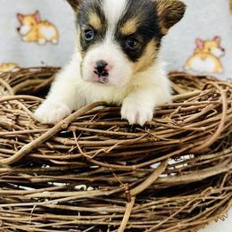 Puck - Black and tan male Pembroke Welsh Corgi puppy in Manchester, Kentucky from Riverside Corgis