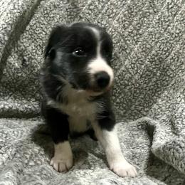 Border Collie and Jack Russell Terrier Puppies from CP FARMS BORDER COLLIES N JACKS CORP