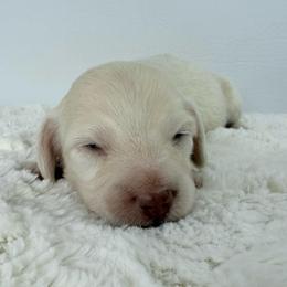 Elara - Cream female Dachshund puppy in Sonora, California from HEFFERNAN HOUNDS