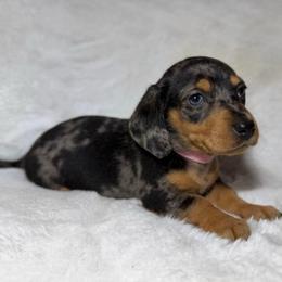 Dixie - Dapple female Dachshund puppy in Goodyear, Arizona from AZ Royal Doxies llc