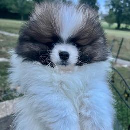 Billy - Tri-colored male Pomeranian puppy in Jefferson City, Missouri from MJ’s Pomeranians