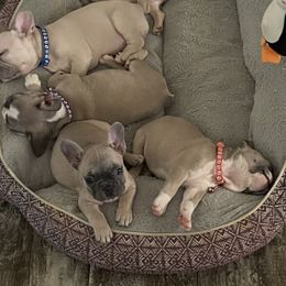 French Bulldog Puppies from Orderofthebulldogs, LLC
