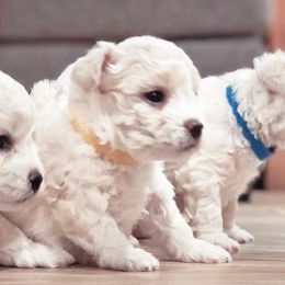 Bichon Frises from Bichon De Amor