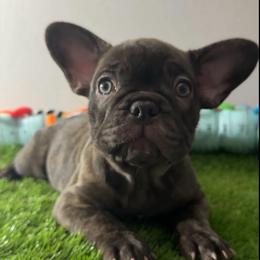 Selena - Blue fawn female French Bulldog puppy in Fort Wayne, Indiana from Jack & Ruby
