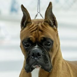 HB - Boxer