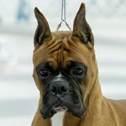 HB - Boxer