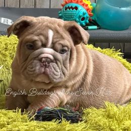ACE - Bulldog puppy from English Bulldogs of the Seven Hills