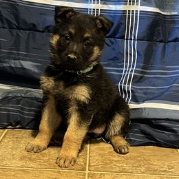 German Shepherd Puppies from Benton K-9 Breeding