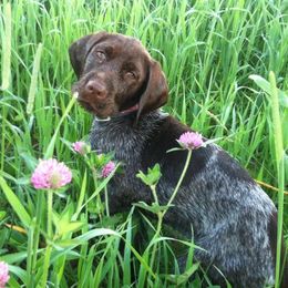 Wirehaired Pointing Griffons from Aspen Glo Kennel