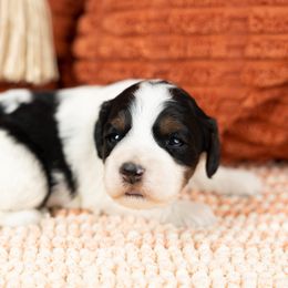 Cockapoo Puppies from Firm Foundation Cockapoos