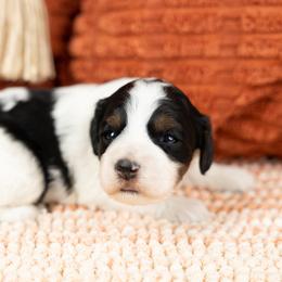 Cockapoo Puppies from Firm Foundation Cockapoos