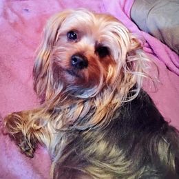 Yorkshire Terriers from Bow Wow Yorkies