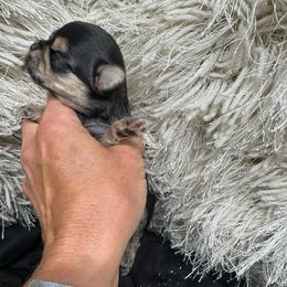 Daisy - Black & tan tri-color female Morkie puppy in Taylorsville, North Carolina from Mountain Top Hot Tailz