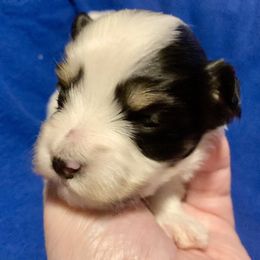 Maltipoo, Morkie, and Yorkipoo Puppies from Danza Bolo