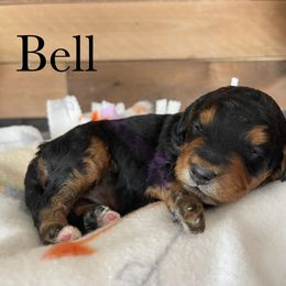 Aussiedoodle, Bernedoodle, Poodle, and Sheepadoodle Puppies from Draper Mountain Doodles