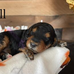Aussiedoodle, Bernedoodle, Poodle, and Sheepadoodle Puppies from Draper Mountain Doodles