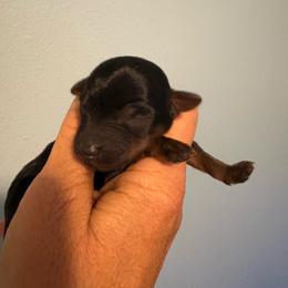 Tiny Tim - Black and tan male Yorkipoo puppy in Carlotta, California from Lost Coast Poodles and Doodles