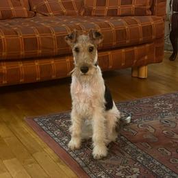 George - Wire Fox Terrier