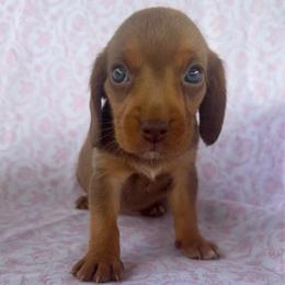 Girl 1 - Brown white and tan female Beagle puppy in Galax, Virginia from Dells  Dachshund’s