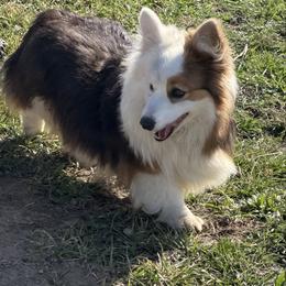 Miley - Pembroke Welsh Corgi