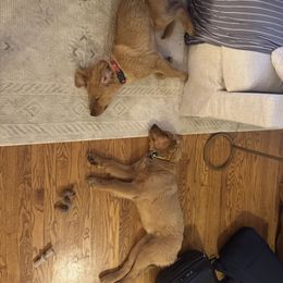 Golden Retriever puppies from Emma's Golden Puppers