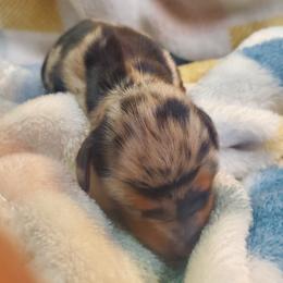 Cher - Dapple female Dachshund puppy in Mountain Grove, Missouri from Callaway Country Dachshunds