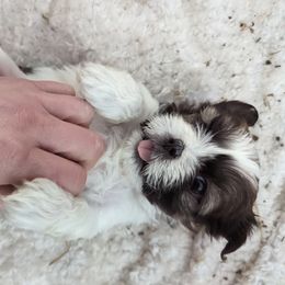 Shih Tzu Puppies from We Shih Tzu Not!