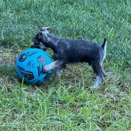 Gray Collar Boy - Salt and pepper male Miniature Schnauzer puppy in Kansas City, Kansas from Daniel Morlan